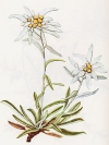 Leontopodium alpinum"